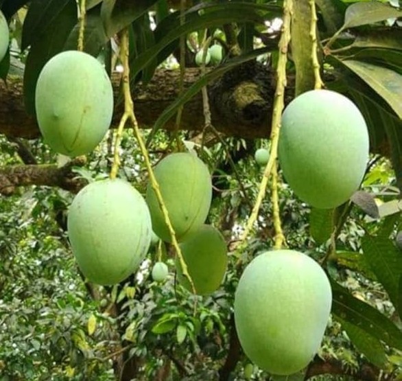 ল্যাংড়া আম (১১ কেজি)