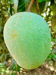 খিরসাপাত (11 kg)