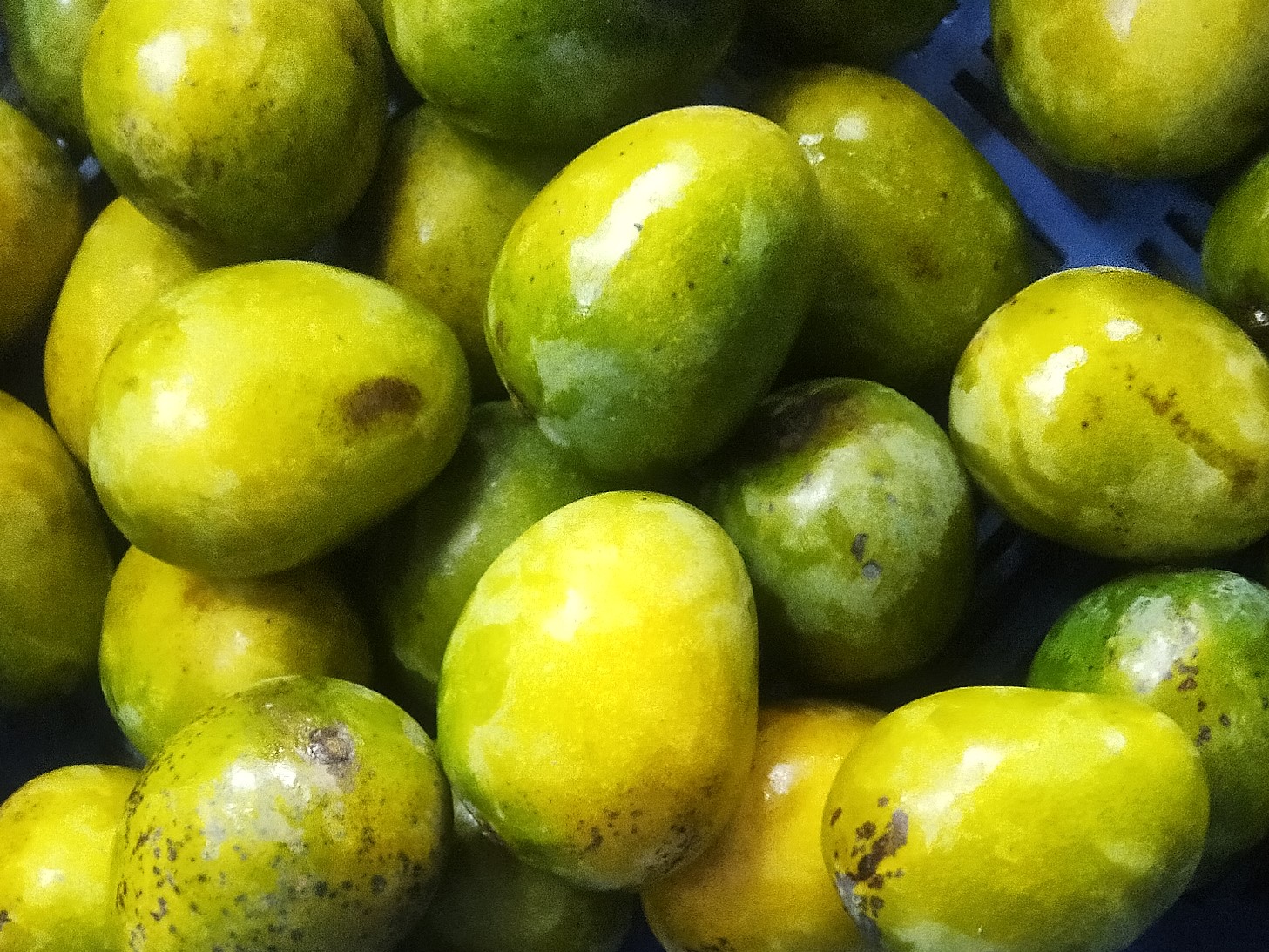 খিরসাপাত (33 kgs)